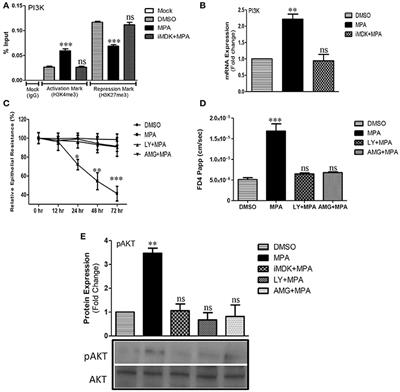 MPA Modulates Tight Junctions' Permeability via Midkine/PI3K Pathway in Caco-2 Cells: A Possible Mechanism of Leak-Flux Diarrhea in Organ Transplanted Patients